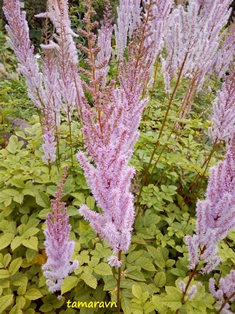 Всё о бегониях и не только...: Астильба китайская (Astilbe chinensis ...