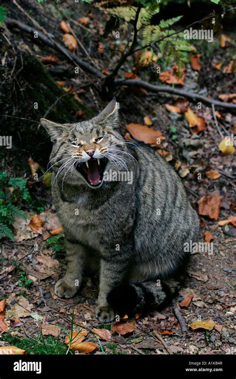 Hissing aggressive wild cat (Felis silvestris Stock Photo - Alamy