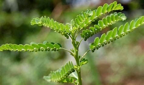 PHILIPPINE HERBAL PLANTS AND THEIR USES Sampa Sampalukan