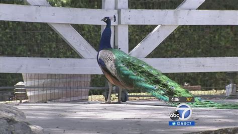 Rolling Hills Estates Peacock Deaths Investigated Abc7 Los Angeles