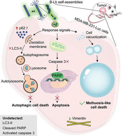 Microbial Lipopeptide Supramolecular Self Assemblies As A Methuosis