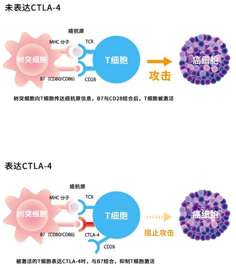 癌症免疫疗法qanda 日本劳动厚生省认定【日本就医网】