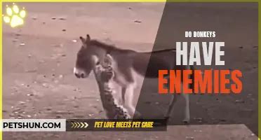 Understanding Donkey Reproduction Do Donkeys Have Sex Petshun