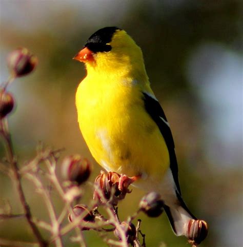 Detailed Information On American Goldfinch Spinus Tristis