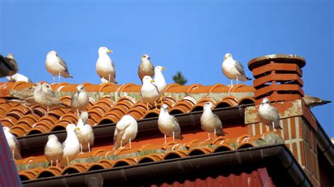 Retirar Nidos Sistemas Anti Aves Impermeabilizaciones G Fuentes S L