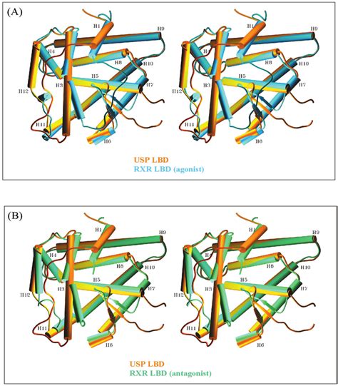 Stereo Views Showing The Superimposition Of The Crystal Structure Of