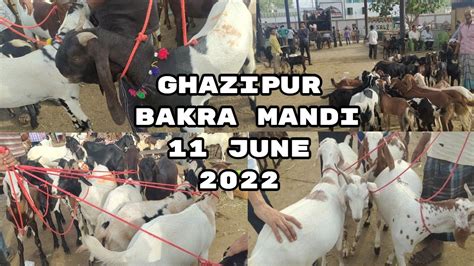 Ghazipur Bakra Mandi Latest Update 11 June 2022 Delhi Bakra Mandi