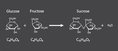 Different Types of of Sugar | Glucose vs Sucrose vs Fructose – Lets ...