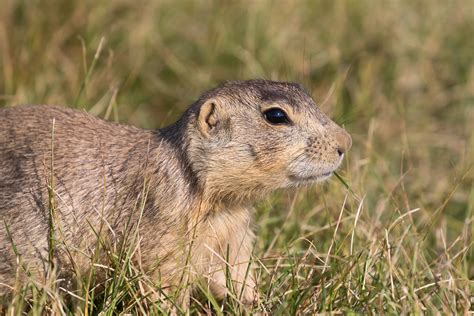 Gunnisons Prairie Dog Cynomys Gunnisoni