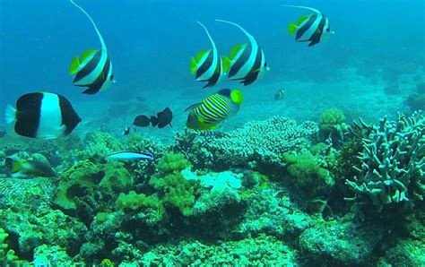 Marine Wonders: Snorkeling in Tanzania – Alnahdi Safaris