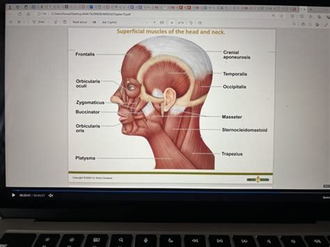 Ch Muscular System Flashcards Quizlet