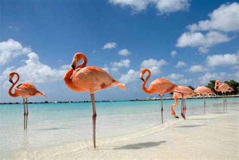 Flamingo Beach La Plage Bond E De Flamants Roses Infos Fr