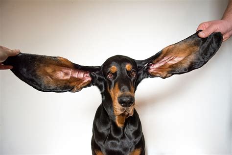 Canine Breaks the Guinness World Record for Longest Ears on a Dog