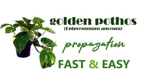 Golden Pothos Propagation House Plants And Indoor Gardening Youtube