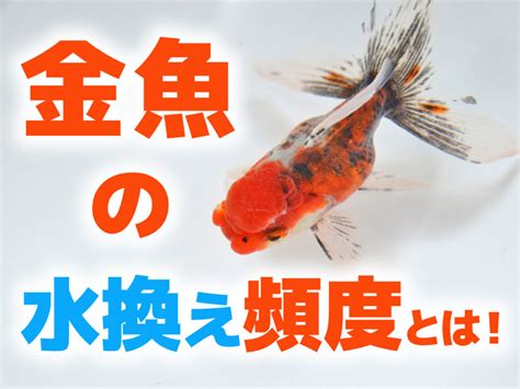 金魚の水換え頻度とは！飼育ケースごとの頻度と水換え後の餌について｜東京アクアガーデン