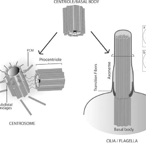 (PDF) Centrioles: Active players or passengers during mitosis?