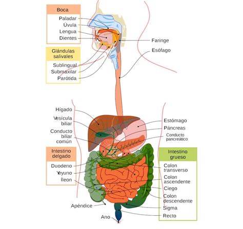 El Aparato Digestivo Y Sus Partes Sexiz Pix