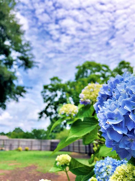 Patio Interior Flores Hortensias Foto Gratis En Pixabay Pixabay