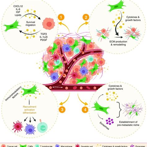 Metastasis Promoting Functions Of Cancer Associated Fibroblasts