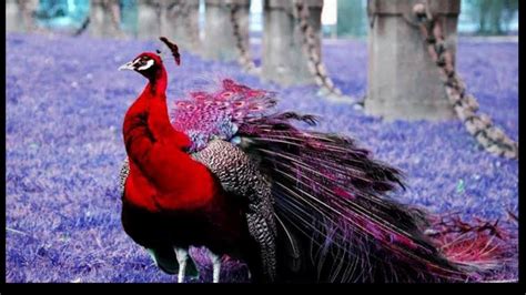 Top 15 Most Beautiful Peacock In The World Youtube