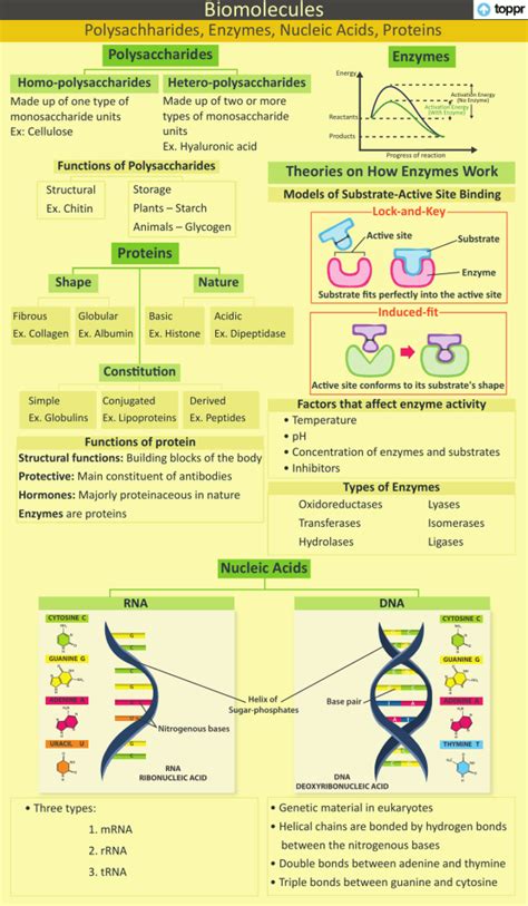 Polysaccharides Enzymes Nucleic Acids Proteins