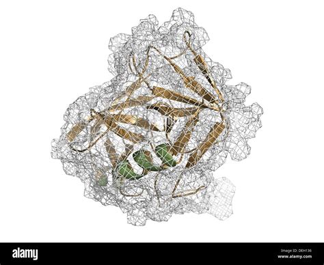 El Ant Geno Prost Tico Espec Fico Psa Gamma Seminoprotein La