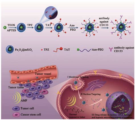 Cells Free Full Text Nuclear Delivery Of Nanoparticle Based Drug