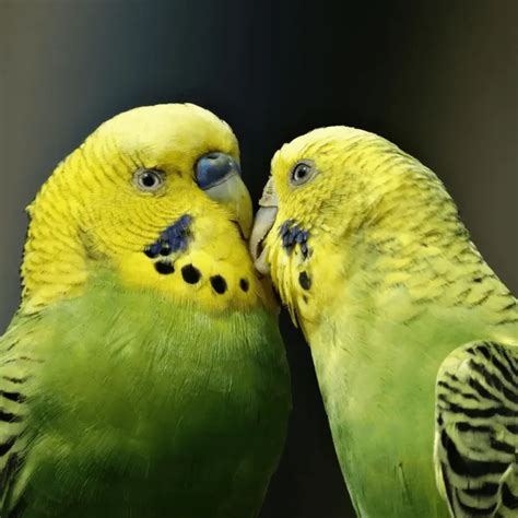 English Budgie Vs Australian Budgie Personality Appearance Size Colors