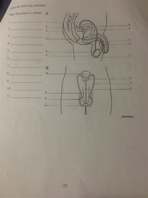 Solved Label The Following Structures Male Reproductive