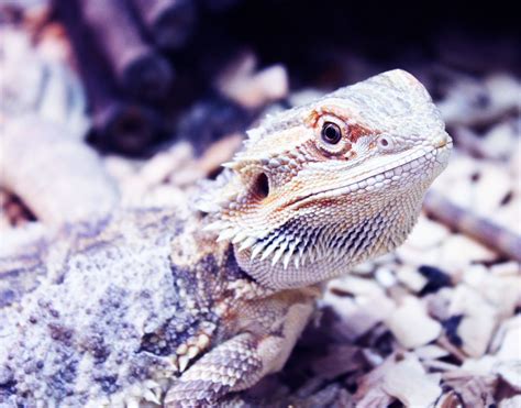 bearded dragon lizard Photography Projects, Bearded Dragon, Lizard, Animals, Animales, Animaux ...