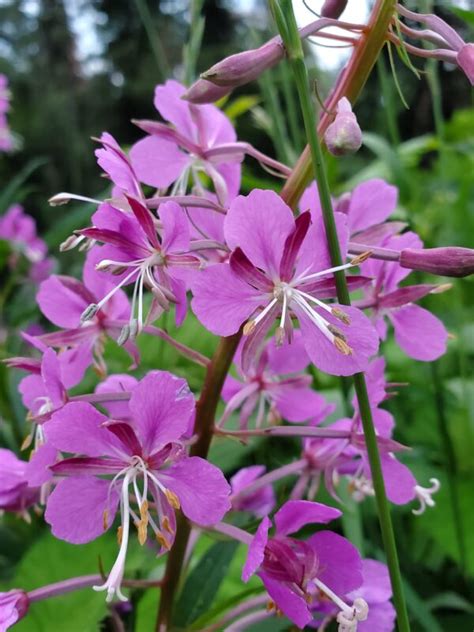 Fireweed Seeds Plan Bee Native Plants