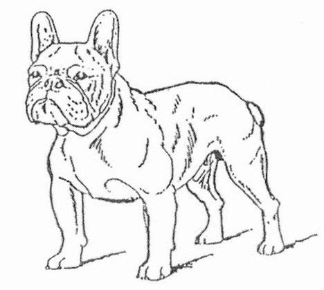 French Bulldog Coloring Pages - Part 2