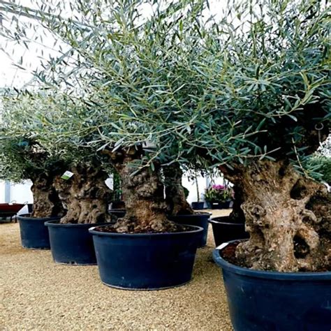 10 Canino Olive Tree Seeds Olea Europaea European Common Edible Fruit