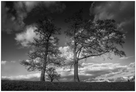 Hintergrundbilder B Ume Landschaft Wald Einfarbig Natur