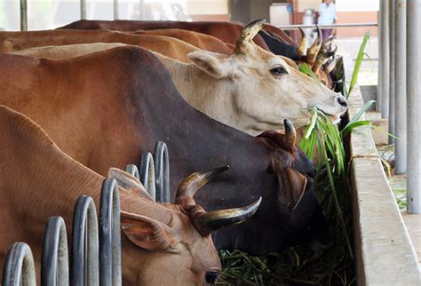 National Livestock Development Board Marandawila Farm