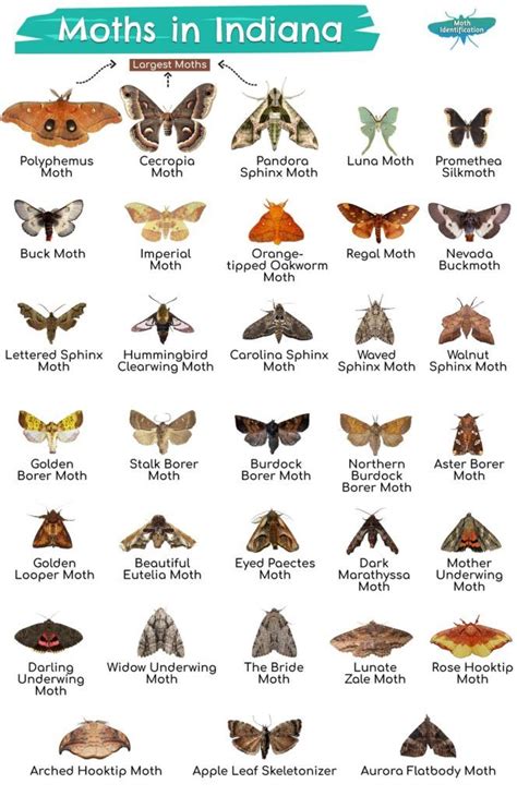 Types Of Moths In Indiana Types Of Moths Moth Species Rosy Maple Moth