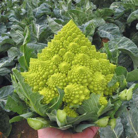 Heirloom Gourmet Romanesco Broccoli Brassica Oleracea 100 Seeds