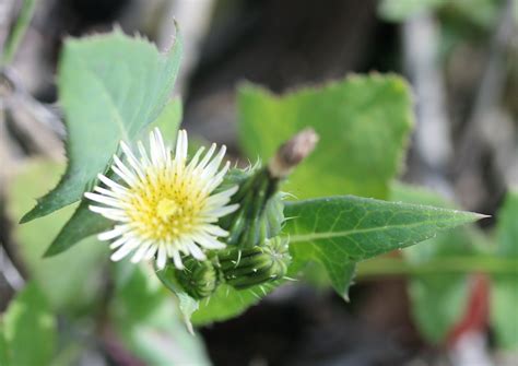 Sonchus oleraceus. | Flora, Compositae