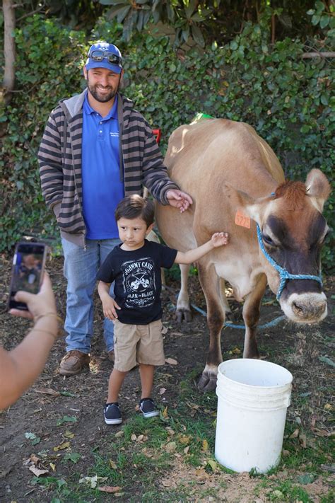 City Of Chino On Twitter What A Cow Incidence The Annual Harvest