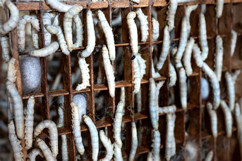 Tray with growing Bombyx mori worms in farm · Free Stock Photo