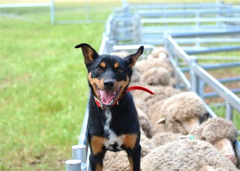 jobs with dogs that pay well 10