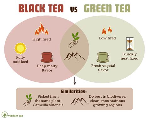 Black Tea Vs Green Tea Differences And Benefits To Consider Blog