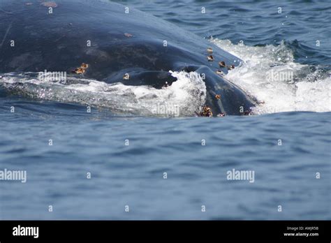 close up of whale during breeding season Stock Photo - Alamy