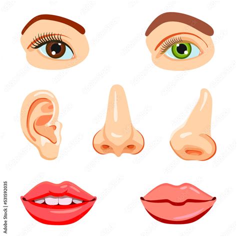 Eye Ear Lips Nose Icons Set Stock Vector Illustration Of Education B18