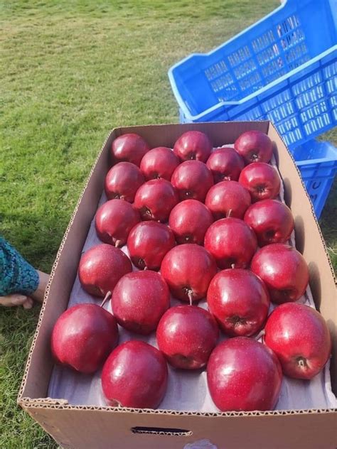 Kashmiri A Grade Fresh Gala Apple Packaging Size 10 Kg Packaging