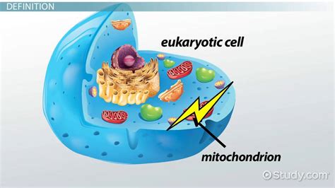 Inner Mitochondrial Membrane Overview & Enzymes | What is the Inner ...