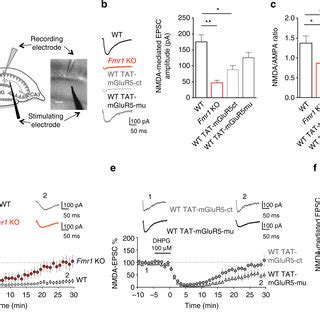 Disruption Of Mglur Homer Coupling Alters Synaptic Nmdar Function And