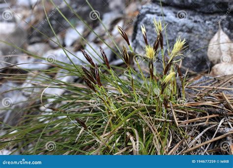 carex humilis    dwarf sedge stock image cartoondealer