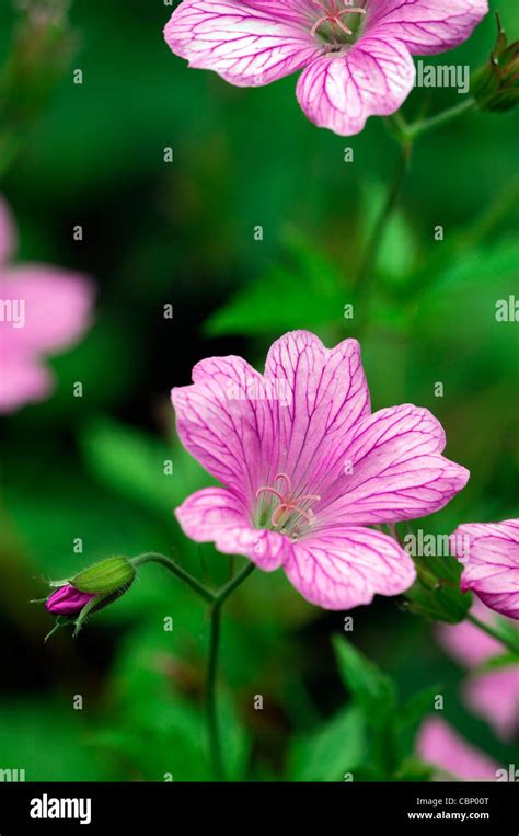 Geranium X Oxonianum Wargrave Pink Perennials Flowers Flowering Blooms