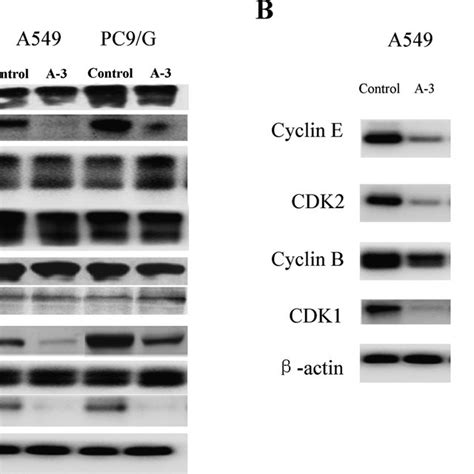 Western Blot Analysis A Effects Of A 3 On Expression Levels Of Egfr